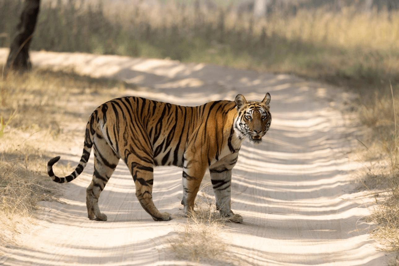 Bandhavgarh destination