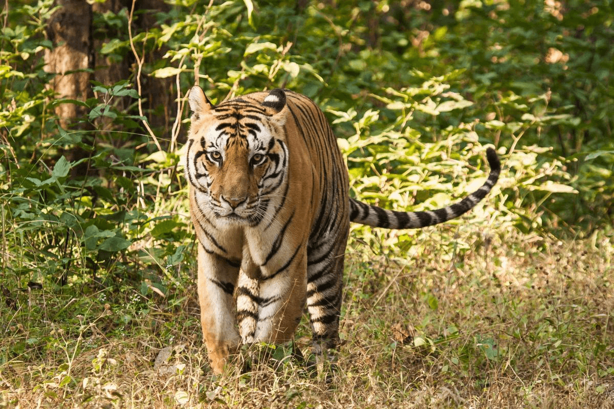 Kanha National Park destination